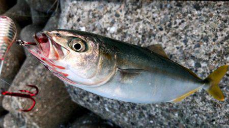 西宮突堤　早朝ツバス